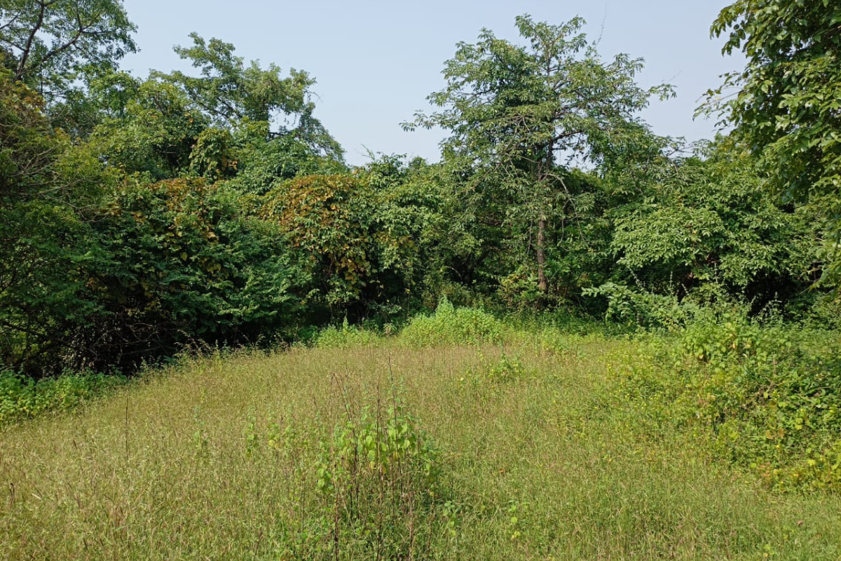 14-acre-plot-for-sale-in-alibaug-dhokawade