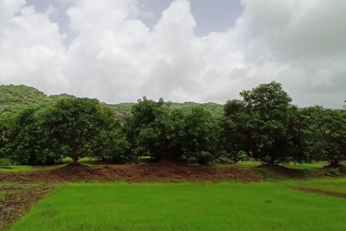 15-acre-land-for-sale-at-alibaug