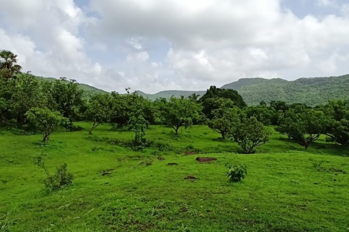 25-acre-property-for-sale-in-alibaug