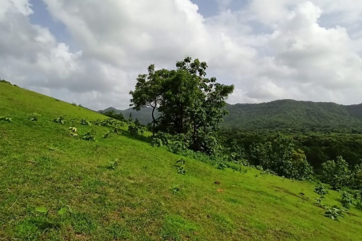 7-acre-property-for-sale-in-alibaug