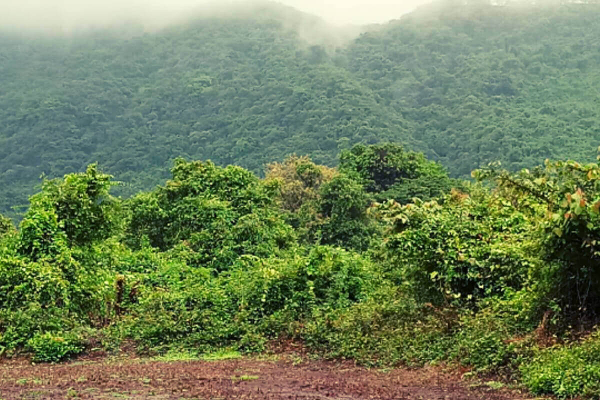 11.5-acres-land-for-sale-at-alibaug-saral