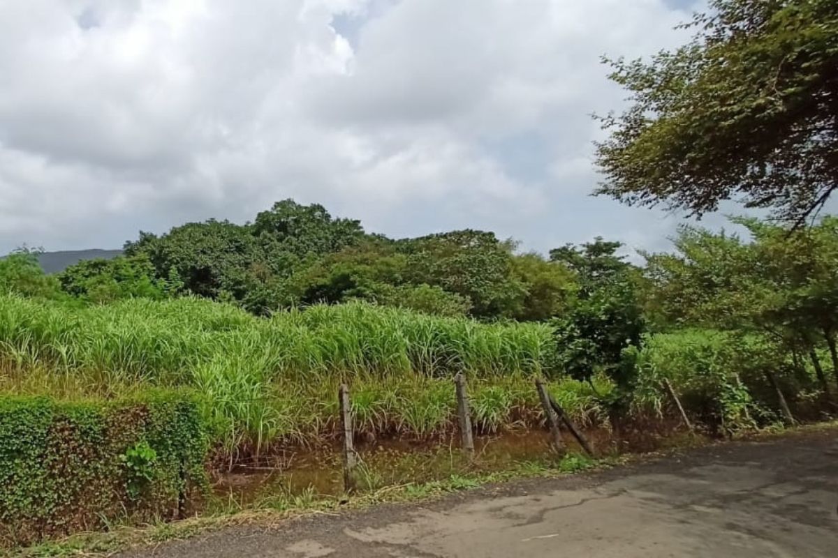 agricultural_land_for_sale_in_alibaug